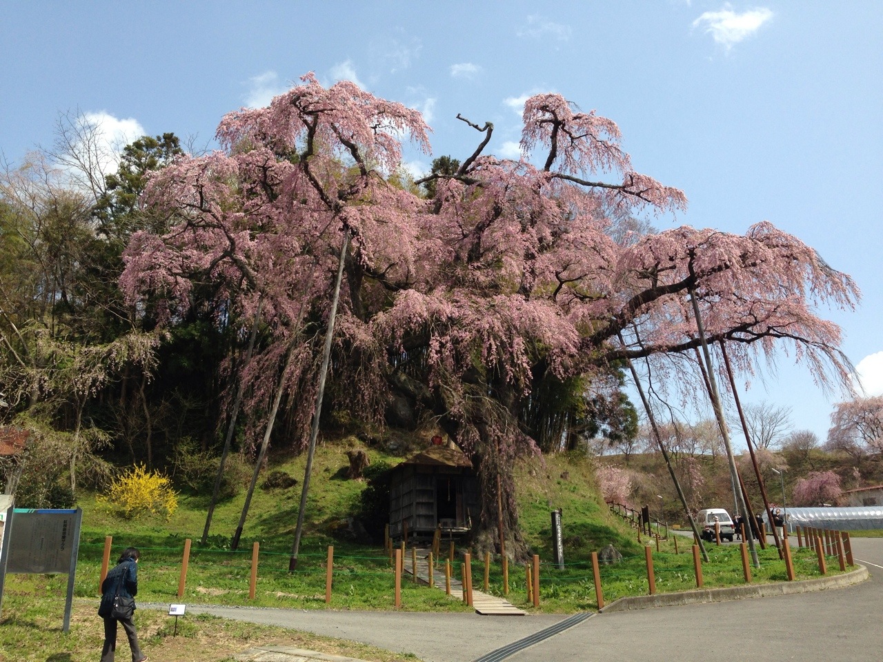 紅枝垂地蔵ザクラ 郡山市の桜 開花情報