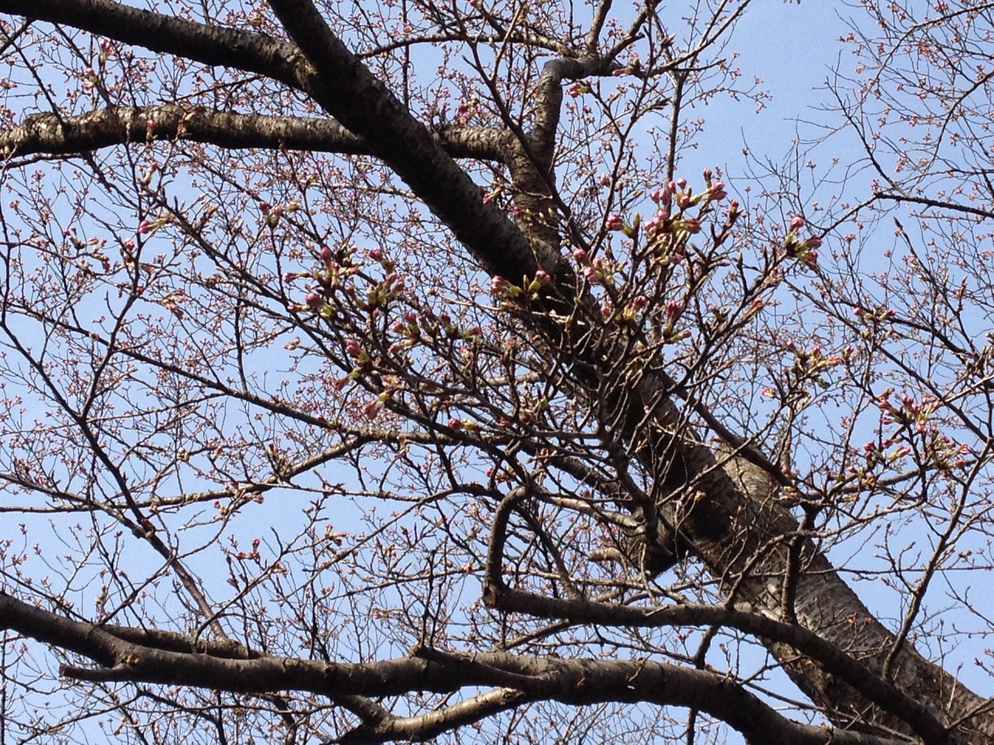 http://sakura.kanko-koriyama.gr.jp/kaiseizan20160401.JPG